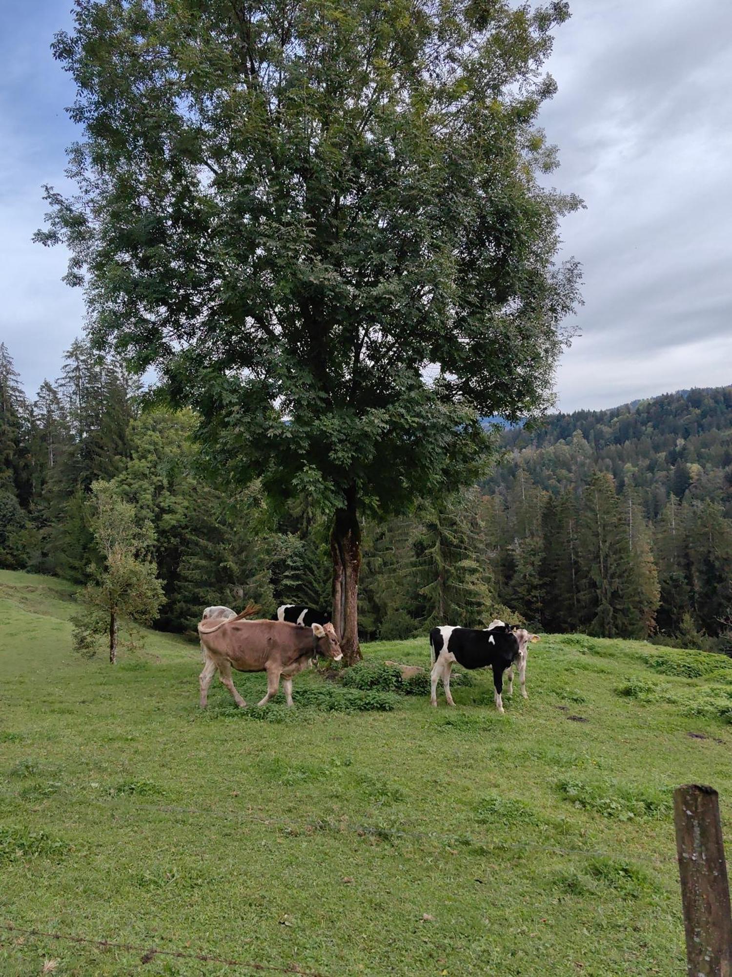 Voegelhof Doren Exterior foto